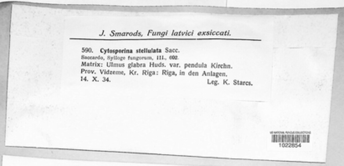 Cytosporina stellulata image